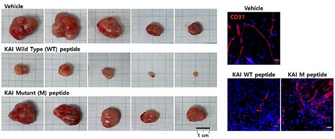 마우스 종양 모델에서 카이-원 펩타이드의 항암 효과. 카이 펩타이드를 처리하면 종양 혈관 신생이 억제되어 암의 크기를 줄일 수 있음. 대조군인 변이 펩타이드는 치료효과가 없음.