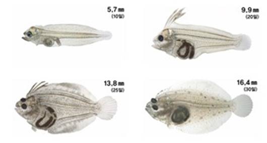 부화 후 20일 이후 변태과정을 거치며 몸이 납작해지고, 오른쪽 눈이 이동해 몸의 왼쪽에 두 눈이 위치한다. /사진=넙치 자어의 발달과정