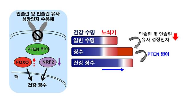 인슐린 및 인슐린 유사 성장인자 수용체, PTEN 변이를 활용한 연구 모식도