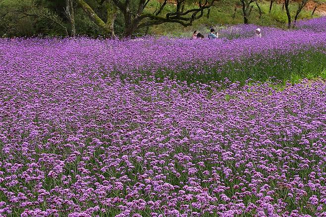 온실 카페 '순설' 앞 정원에 만개한 버베나꽃 [사진/전수영 기자]