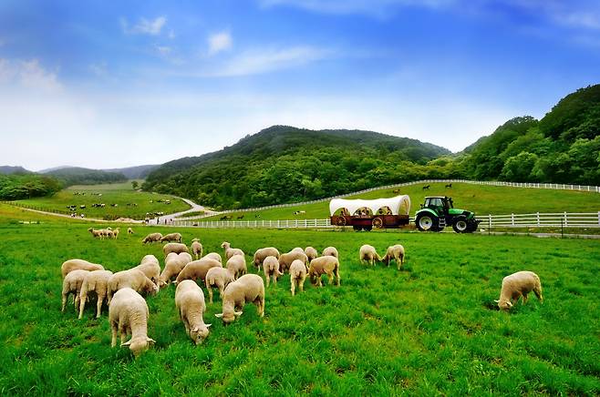 하늘목장의 트랙터 마차는 이곳 풍경을 더욱 이국적으로 만드는 명물이다. [하늘목장 제공]