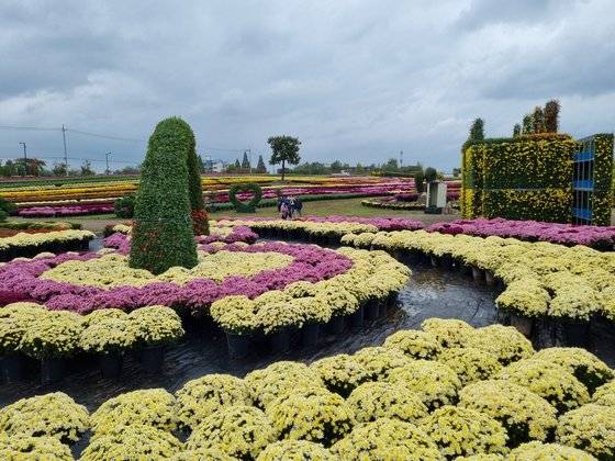 경기도 연천군이 ‘국화전시회’ 개최를 위해 조성한 국화 전시장. [사진 연천군]