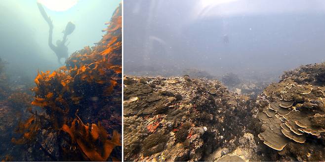 왼쪽 사진이 감태, 오른쪽 사진이 돌산호 풍경이다.