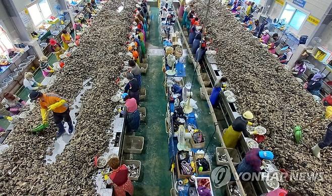 통영 굴까기 공장 [연합뉴스 자료사진]