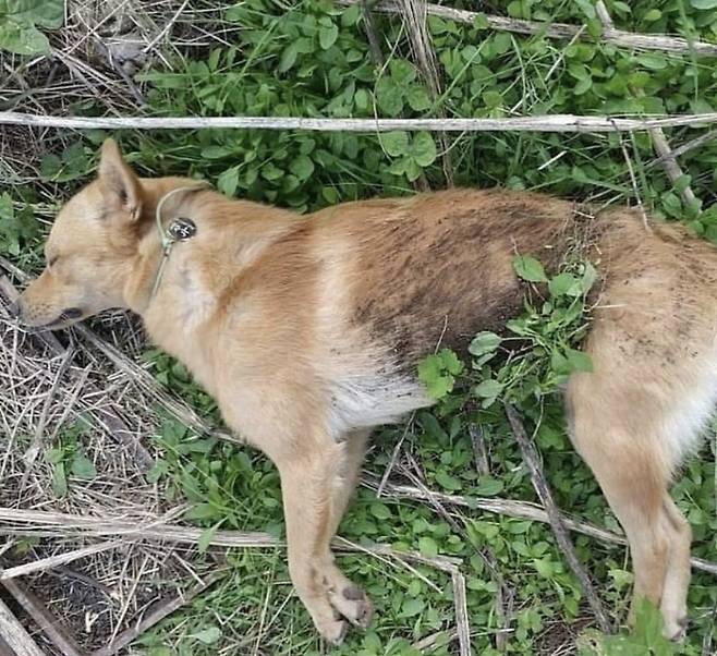 2018년 9월 28일, 유순하고 놀기 좋아했던 유기견 상암이는 포획하기 위한 마취총에 맞아 숨졌다./사진=SNS 캡쳐