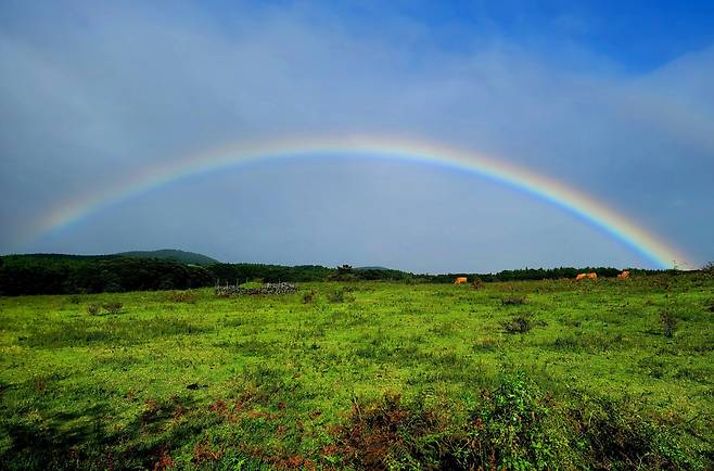 이승이오름 가는 길 목장에 뜬 무지개. 흔한 일이다.