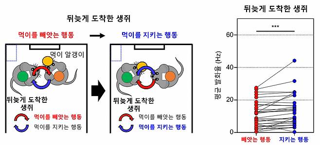 생쥐가 먹이를 빼앗는 행동에서 지키는 행동으로 전환할 때의 내측 전전두엽의 뇌신호 변화. 먹이를 빼앗는 행동에서 지키는 행동으로 전환할 때 내측 전전두엽의 뇌신호 발화율이 그래프 상 증가했다. [IBS 제공]