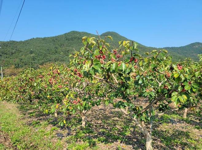 산외면 들녘의 한 농장에 빨갛게 익은 꾸지뽕 열매. *재판매 및 DB 금지