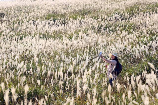 ▲밀양 재약산 사장평 억새 군락ⓒ
