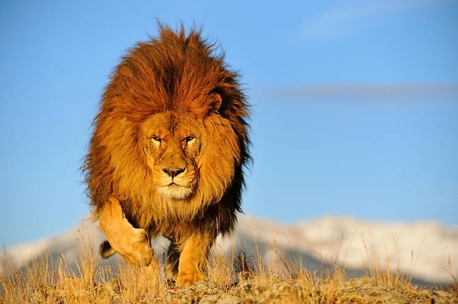 미국 몬타나주의 한 야생공원에서 사육중인 수사자가 갈기를 휘날리며 질주하는 모습이 마치 '라이온킹'의 한 장면을 떠오르게 한다. 유달리 덥수룩한 갈기와 큰 몸집을 보이는 이 사자는 과거 북아프리카를 호령하던 바바리사자의 후손으로 추정된다. /Alamy