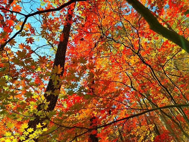 [산청=뉴시스] 정경규 기자 = 13일 국립공원 지리산 대원사 계곡에서 바라본 단풍이 아름답다.(사진=지리산국립공원경남사무소 제공) *재판매 및 DB 금지