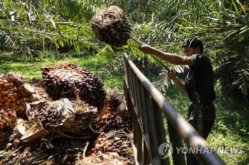 인도네시아 아체주의 팜농장  [AFP=연합뉴스]