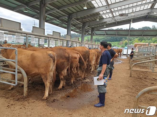 예산군 신양면 한우경매시장에서 경매가 진행되고 있다.(예산군 제공).© 뉴스1