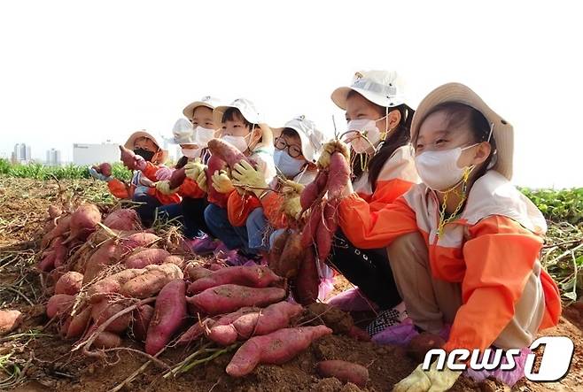 14일 전북 완주군 농촌진흥청 국립식량과학원 밭작물 품종 전시포에서 열린 '고구마 수확 체험' 행사에 참석한 어린이들이 고사리 손으로 고구마를 수확하며 즐거워하고 있다.<사진=농촌진흥청>© 뉴스1