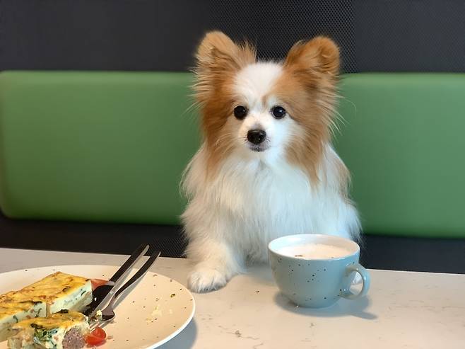 더위크앤리조트 '펫 메뉴'를 시식하는 반려견 *재판매 및 DB 금지