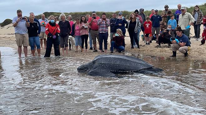 270㎏ 대형 ‘장수거북’ 美 갯벌서 구조, 무사히 바다로(사진=IFAW)