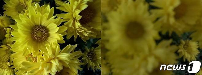 아이폰13과 아이폰XS의 접사로 촬영한 사진을 비교한 모습. 왼쪽이 아이폰13으로 촬영한 사진이고 오른쪽이 아이폰XS로 촬영한 사진이다. © 뉴스1