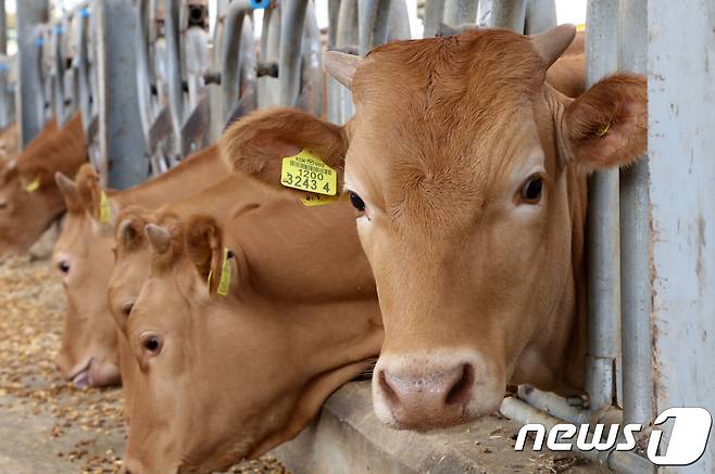 양양 한우(뉴스1 DB)