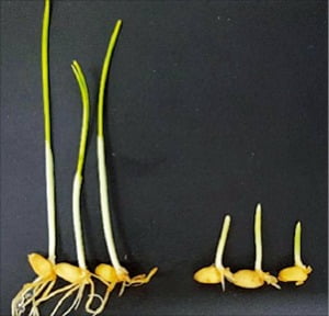메탄으로 만든 식물 성장 호르몬을 투여한 종자(왼쪽)와 그렇지 않은 대조군. /한국연구재단 제공