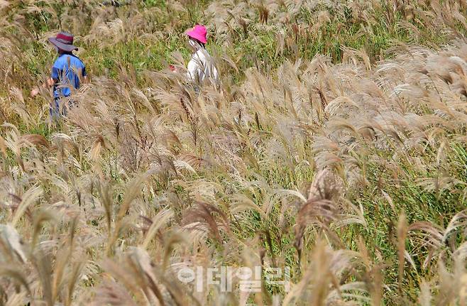 일교차가 큰 가을 날씨를 보인 15일 제주시 애월읍 봉성리 새별오름에 억새가 활짝 펴 있어 관광객들이 방문하고 있다.(사진=뉴시스)