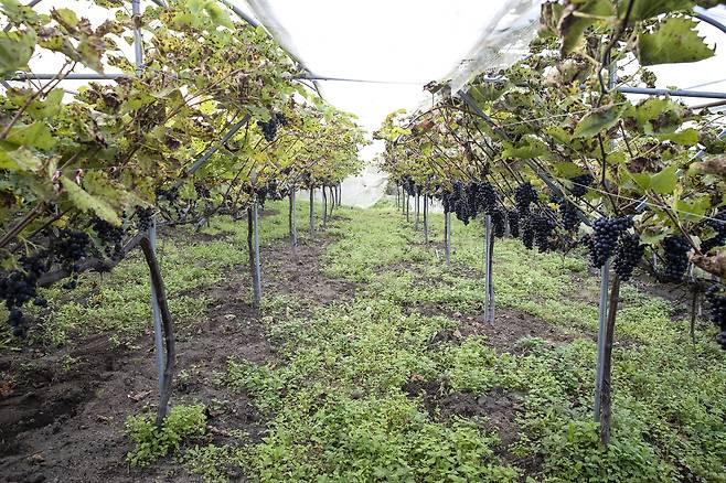 그의 밭에는 잡초가 무성하다. 흙은 와인찌꺼기와 부엽토를 섞어쓴다. 내추럴와인을 만들기 위한 유기농 재배 방식이다. 장진영 기자