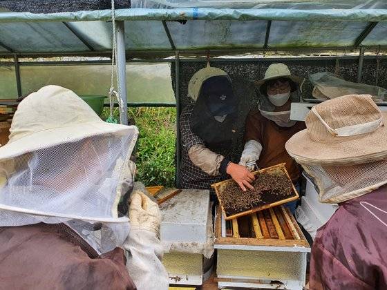 정신장애를 가진 양봉 훈련생들이 경기도 화성에 있는 자연과함께하는농장에서 임준하 상임이사(가운데)와 호흡을 맞추면서 꿀벌의 겨울나기를 준비하고 있다. 강주안 기자