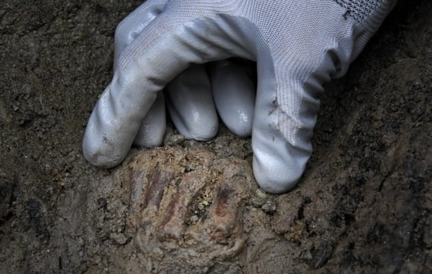 약 2000년 전 화산 폭발로 멸망한 고대 로마 도시 헤르쿨라네움 유적지 인근 해변에서 남성 유골이 발견됐다. 사진은 이번 발굴에서 발견된 남성 유골의 손 부분. /사진=연합뉴스