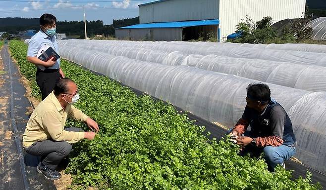 '고수' 재배 [해남군 제공·재판매 및 DB 금지]