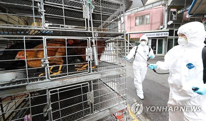 조류인플루엔자 확산 우려에 방역 (광주=연합뉴스) 박철홍 기자 = 12일 오전 광주 북구 말바우시장에서 북구청 시장산업과 직원들이 조류인플루엔자(AI) 예방을 위해 닭과 오리 판매 업소를 방역하고 있다. 2021.10.12 [광주 북구청 제공. 재판매 및 DB 금지] pch80@yna.co.kr