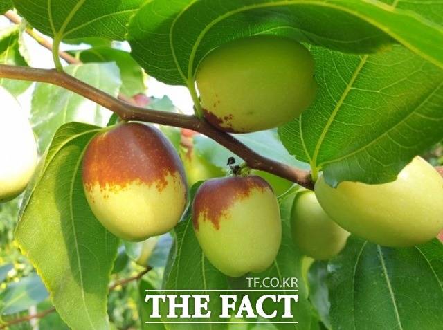 보은 생대추. / 인터넷 갈무리