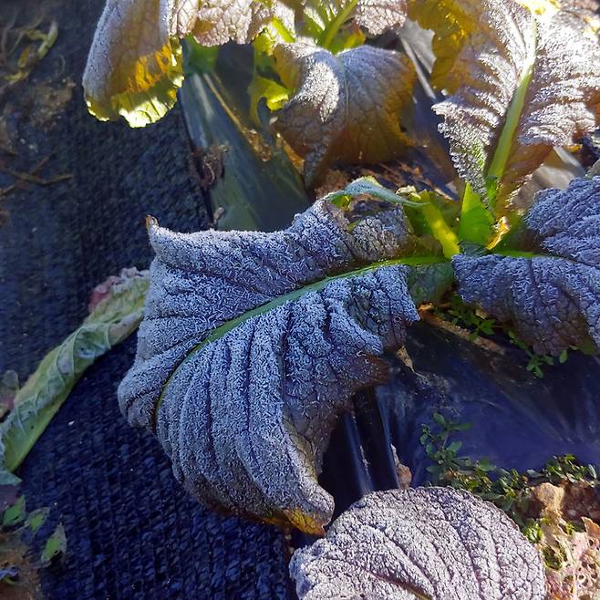 [평창=뉴시스] 김경목 기자 = 영하권으로 기온이 떨어진 17일 오전 강원도 평창군에 올 가을 들어 첫 서리가 내렸다. 강원지방기상청에 따르면 이날 오전 9시 평창의 기온은 영하 1.4도였다. 대관령은 영하 5도까지 떨어졌고 철원 임남은 영하 7.5도까지 곤두박질쳤다. (사진=독자 제공) 2021.10.17. photo@newsis.com *재판매 및 DB 금지