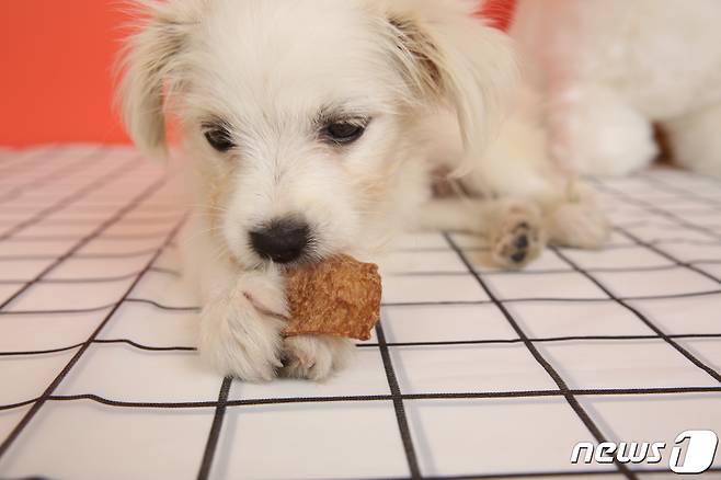 콩고기 간식 먹는 강아지(베지포독 제공) © 뉴스1