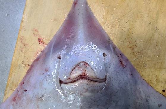 해체하기 직전 홍어. 눈처럼 보이는 건 입꼬리다. 눈은 홍어 등쪽에 있다. 양쪽 입꼬리 옆에 제일 맛있는 부위라는 볼살이 있다.