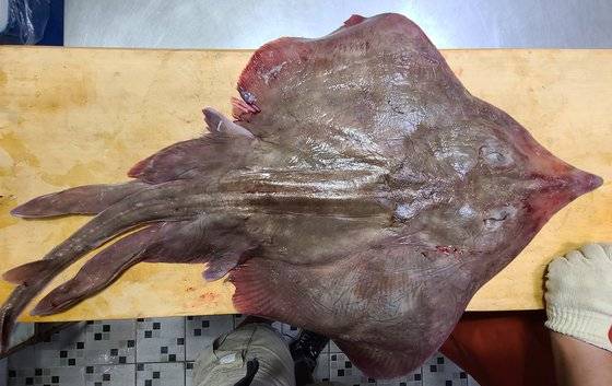 홍어 수컷. 꼬리 양쪽에 있는 게 그 유명한 홍어 수컷의 거시기다. 홍어는 버릴 게 하나도 없다.