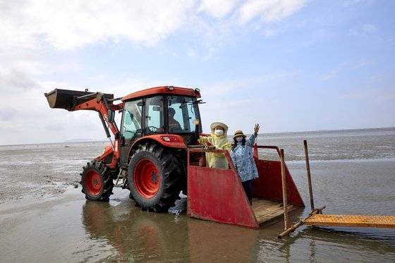 체험 장소까지 트랙터를 타고 이동하는데, 최근 화제가 된 ‘머드맥스’ 영상 속 경운기를 타고 갯벌을 질주하는 기분을 느낄 수 있다.