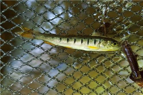 열목어는 이미 금어기가 있었고, 천연기념물로 지정되어 있었지만, 이제 아예 열목어 자체가 멸종위기 야생생물이 되었으므로 더이상 낚시를 할수 없게 되었다. [사진 환경부]