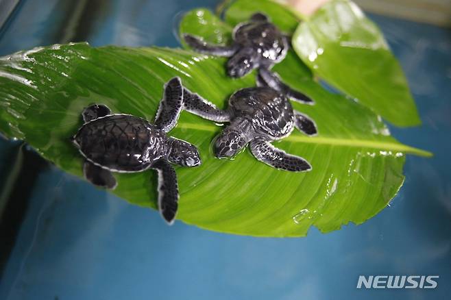 [서울=뉴시스] 아쿠아플라넷(여수) 푸른바다거북.