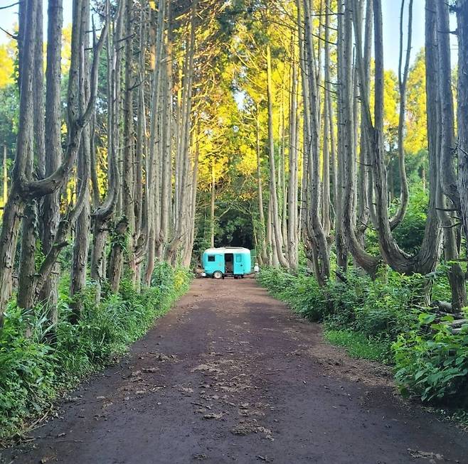 제주 안돌오름 비밀의 숲. 호텔스컴바인 제공