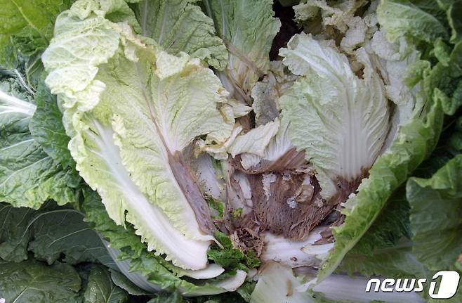 배추 무름병 현상.(괴산군 제공)© 뉴스1
