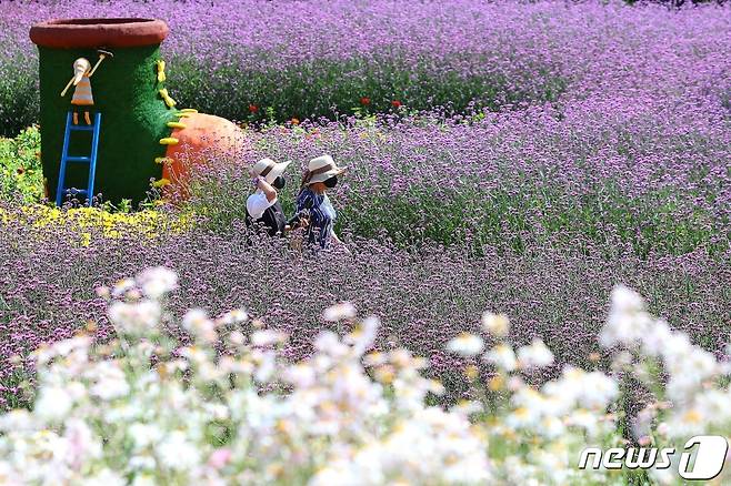 지난 7일 강원 인제 북면 용대리 용대관광단지에 국화를 비롯한 버들마편초, 구절초, 코스모스 등이 활짝 펴 장관을 이루고 있다. 24일까지 용대관광단지에서는 ‘인제에서 꽃길만 걷자’를 테마로 한 가을 꽃축제가 열린다.(인제군 제공) 2021.10.7/뉴스1 © News1 김정호 기자