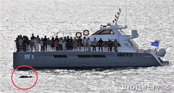 제주 남방큰돌고래 근접 관광선박 [핫핑크돌핀스 제공]