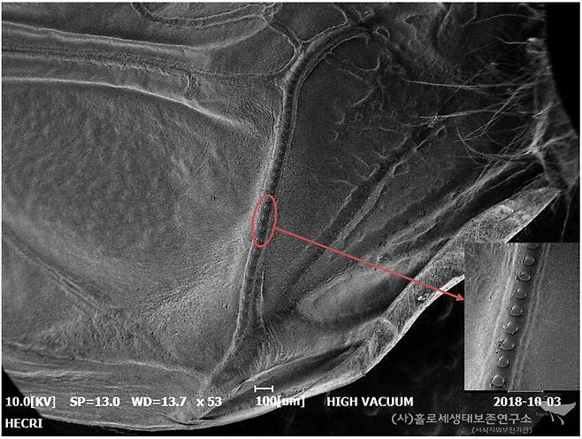 땅강아지의 마찰판 모습. 이강운 제공.