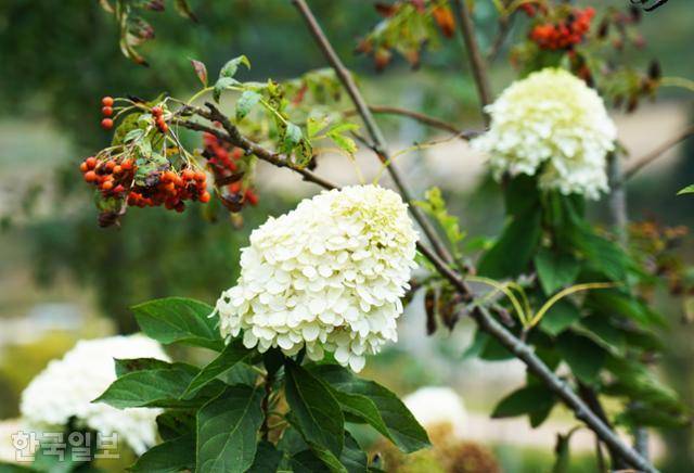 도초도 수국공원. 늦게까지 피는 일부 수종의 수국이 마가목 열매와 함께 피어 있다.