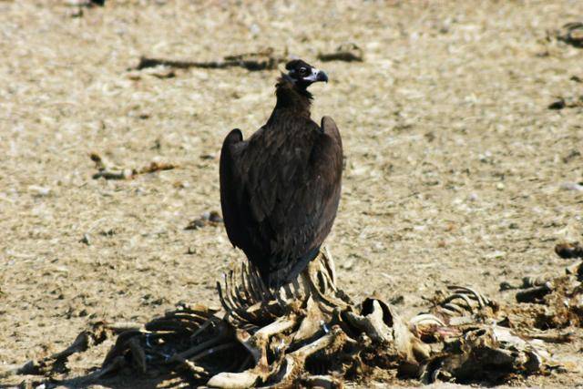 철원 민간인 통제선의 독수리. 인도에서는 수많은 독수리류가 가축 사체에 잔류하는 진통소염제로 인해 사라졌다. ©김영준