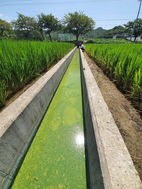금강 서포양수장 인근 농수로의 녹조. 환경운동연합