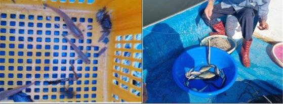 낙동강 하굿둑 3차 개방 뒤 잡힌 문절망둑(왼쪽)과 뱀장어.[사진 부산시]