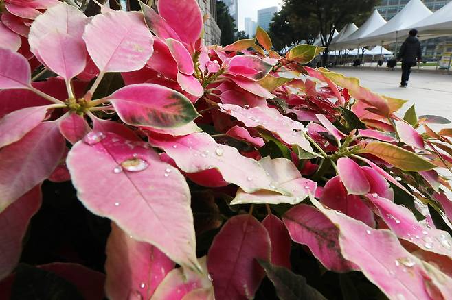 19일 오전 서울 중구 서울광장 앞 화단에 빗방울이 맺혀있다. 뉴스1