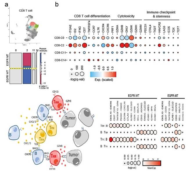 위쪽은 EGFR 돌연변이와 EGFR 야생형 폐암 조직에서 CD8 T세포 아형의 유전자 발현량의 차이다. 아래쪽은 종양환경 내 TFH-B-TRM 림프구 협력체 모식도(왼쪽)와 EGFR 돌연변이와 EGFR 야생형 폐암에서의 면역세포 상호작용 분석. (사진=세브란스 제공)  *재판매 및 DB 금지