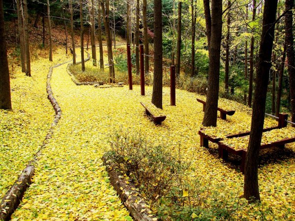 은행나무잎이 내려앉은 청남대 산책로. 가을 단풍의 화려한 색감을 두루 느껴보기에는 청남대가 최고다.