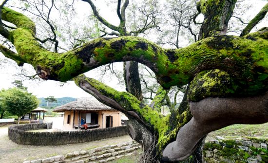 삼강나루터, 삼강주막과 희노애락을 함께 했던 500년 묵은 회화나무가 세월의 이끼를 가득 품은 채 묵묵히 그 자리를 지키고 있다.